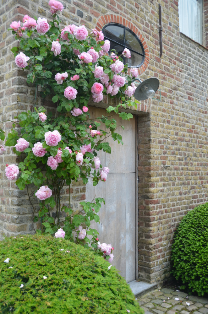 Roses climbing one of the historical buildings at The Little Monastery in Dammes, Belgium.